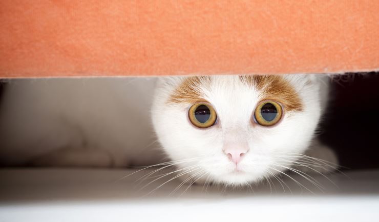 Angstige katten