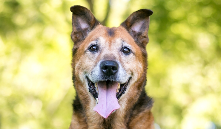 Verzorging van uw oudere hond