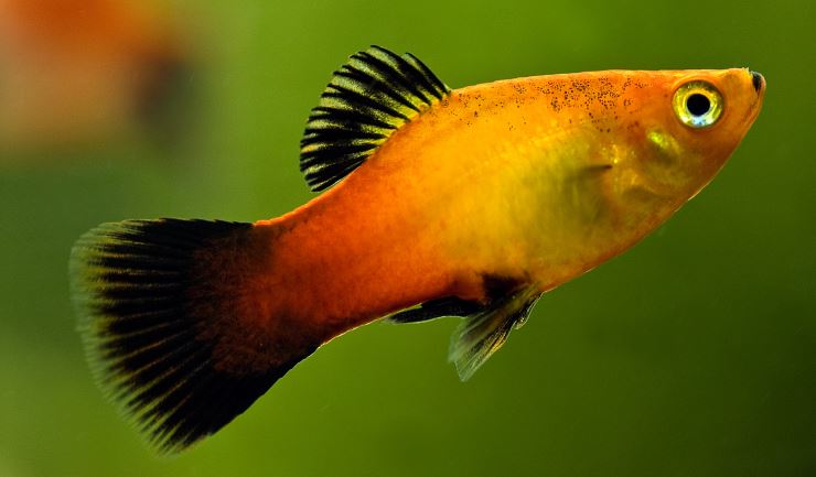 Spreekbeurt platy