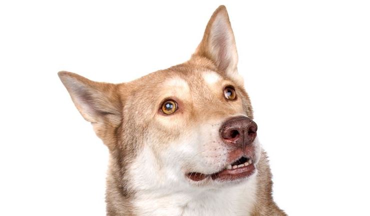 Saarlooswolfhond