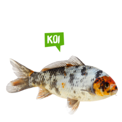 Spreekbeurt koi