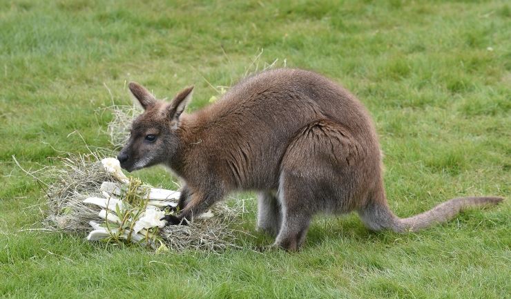 Wallaby