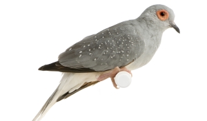 Diamantduif