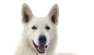 Zwitserse Witte Herdershond