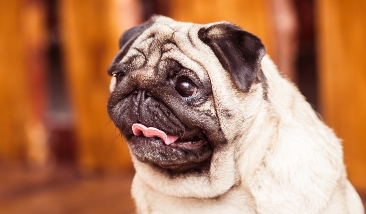 Nieuwe criteria voor fokken met kortsnuitige honden