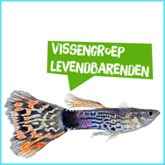 Spreekbeurt vissengroep levendbarenden