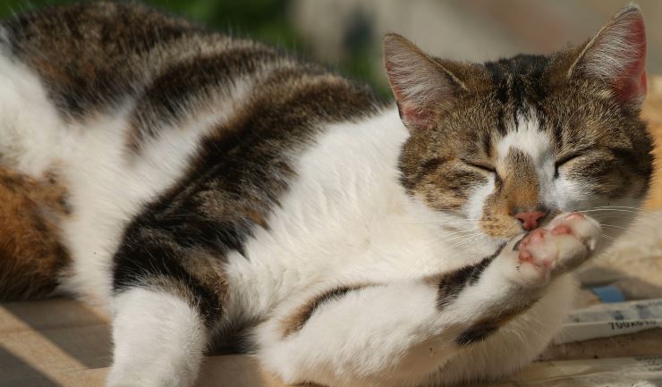 Wereld Gezondheidsdag: ook voor dieren!