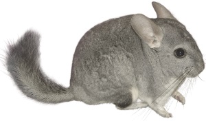 Chinchilla