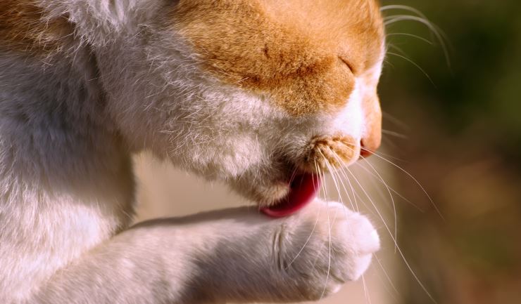 Giftige stoffen voor de kat in en rondom huis