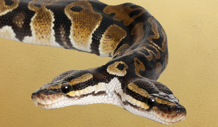 Overzicht erfelijke aandoeningen bij reptielen en amfibieën