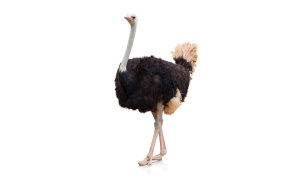 Struisvogel