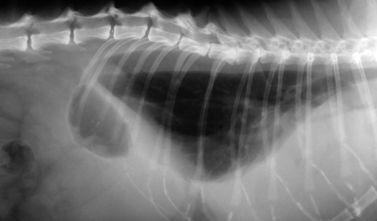 Astma of chronische bronchitis bij de kat