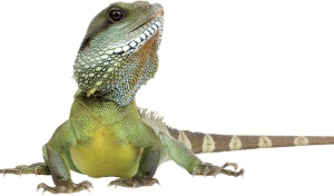 Groene wateragame