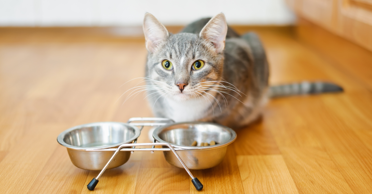 Testpanelleden gezocht voor testen honden- en kattenvoer thuis
