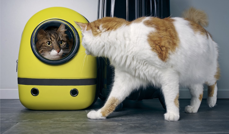 Een kat in een rugzakje … stressvoller kán bijna niet!