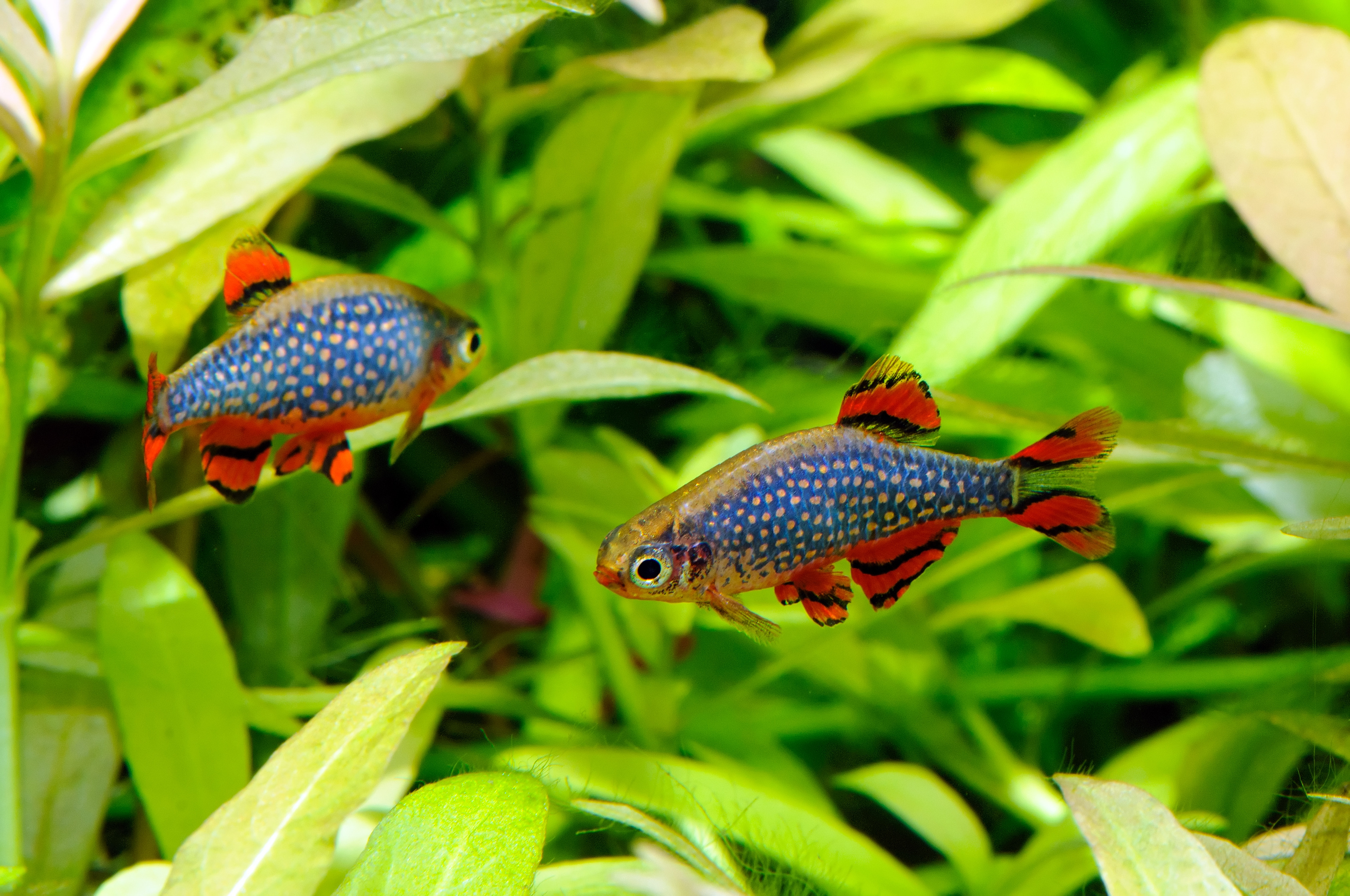 Spreekbeurt vissengroep barbelen, danio's en rasbora's