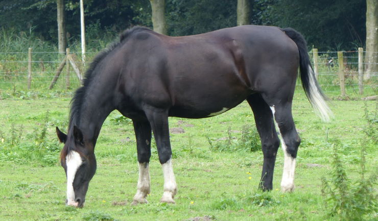 Westnijlvirus in Nederland