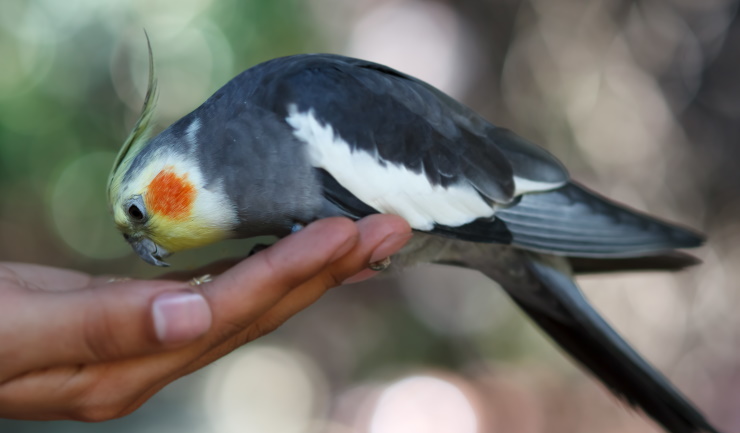 Nieuwe cijfers: meer dan 27 miljoen huisdieren in Nederland