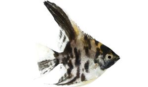 Maanvis