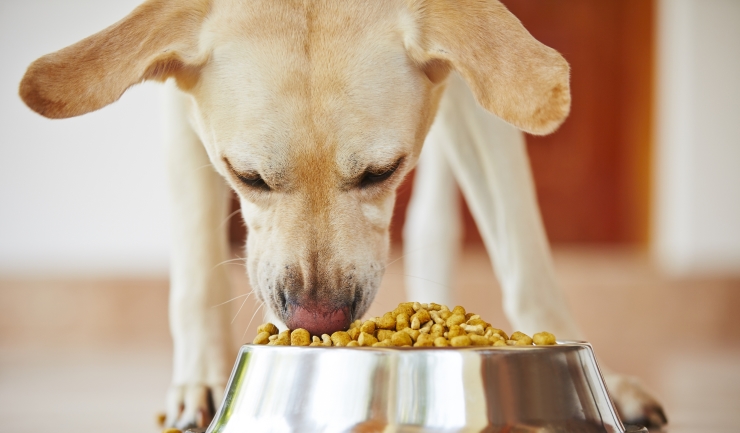 Voeding van uw hond - Algemeen