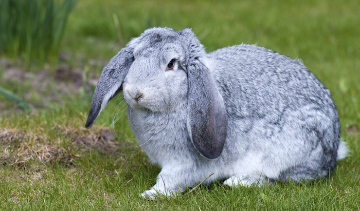 Minder dumping maar evenveel afstandsdieren bij kinderboerderijen