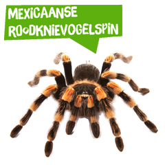 Spreekbeurt Mexicaanse roodknievogelspin