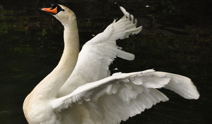 Leewieken vogels per januari 2018 verboden