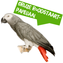 Spreekbeurt grijze roodstaartpapegaai