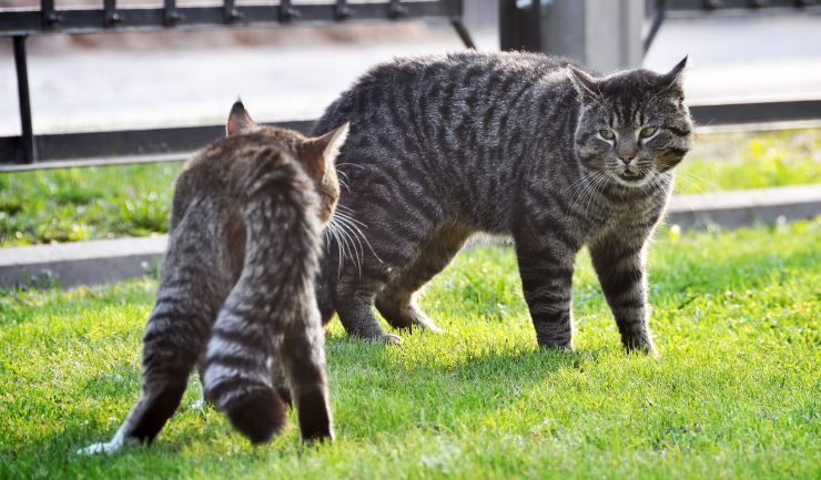 Kattenaids (FIV)