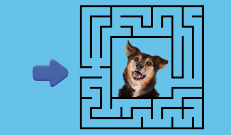 Hoe kom ik aan een volwassen hond?