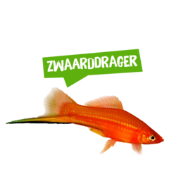 Spreekbeurt zwaarddrager