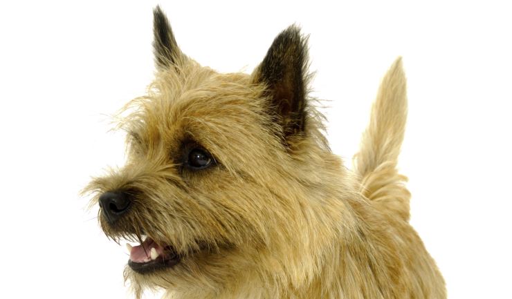 Cairn Terrier