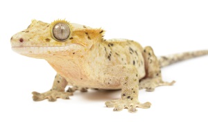 Wimpergekko