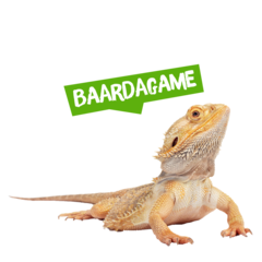 Spreekbeurt baardagame