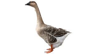 Gans