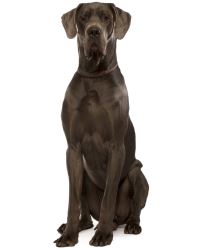 Duitse Dog