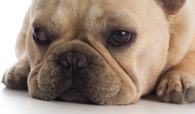 BOAS bij kortsnuitige honden