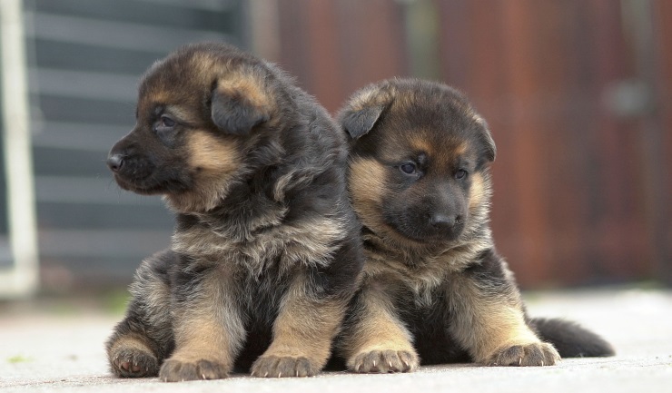 Stichting Fairdog wil zorgen voor keurmerk voor gezond gefokte honden