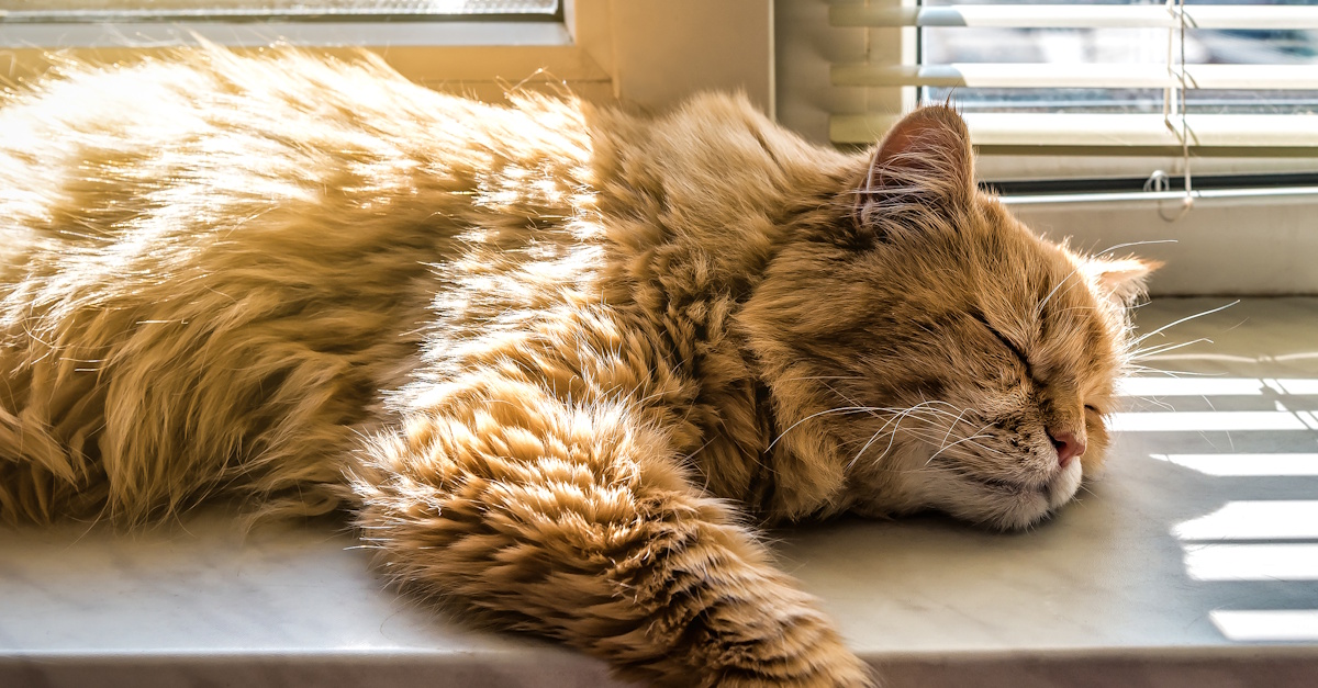 8 augustus: Internationale Kattendag