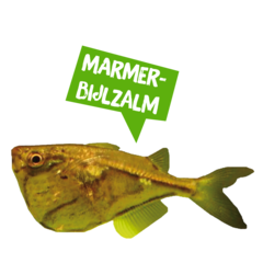 Spreekbeurt marmerbijlzalm