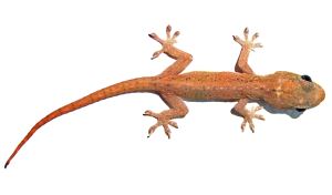 Aziatische huisgekko