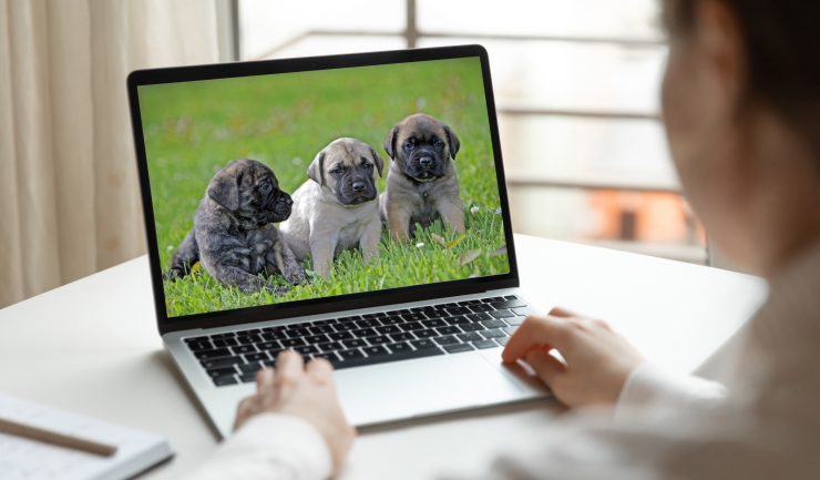 Stappenplan  'Puppy via internet'