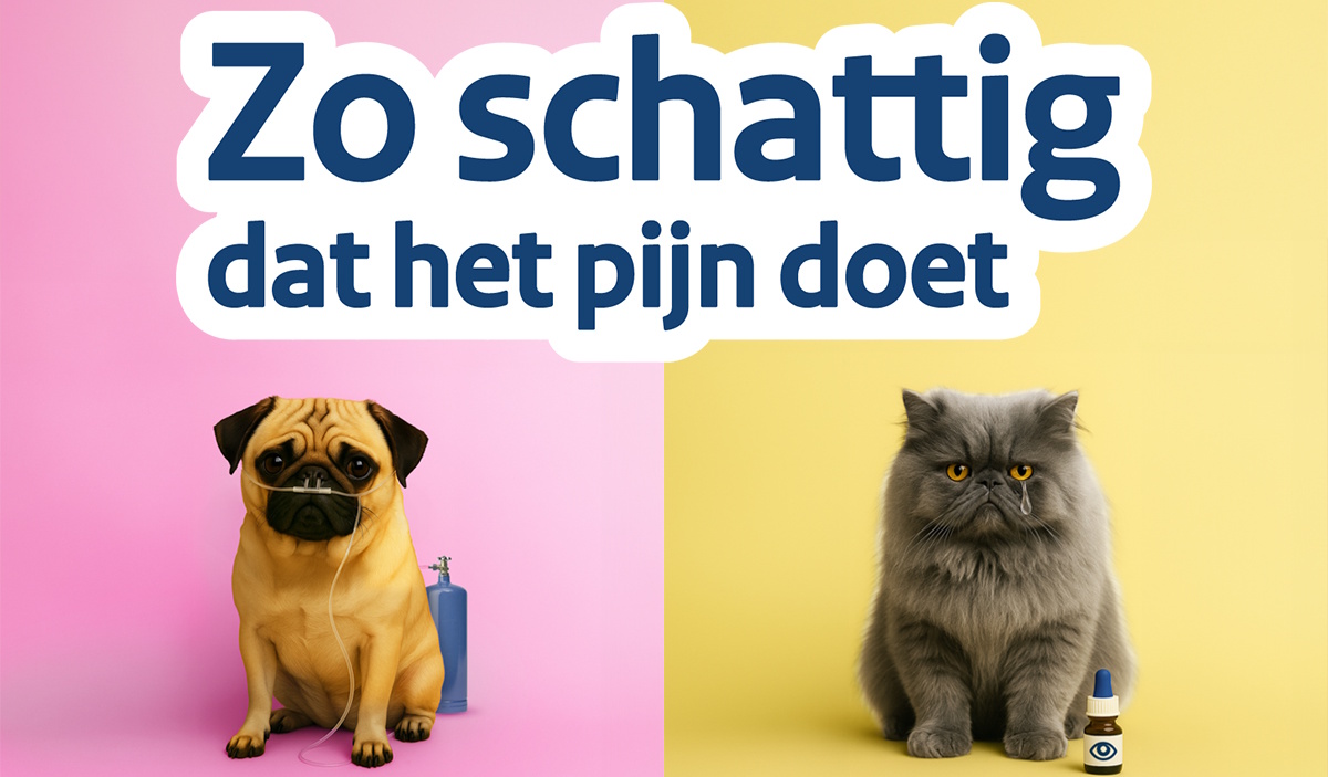 Ministerie LVVN start campagne: verdiep je vooraf goed in de aanschaf van een huisdier