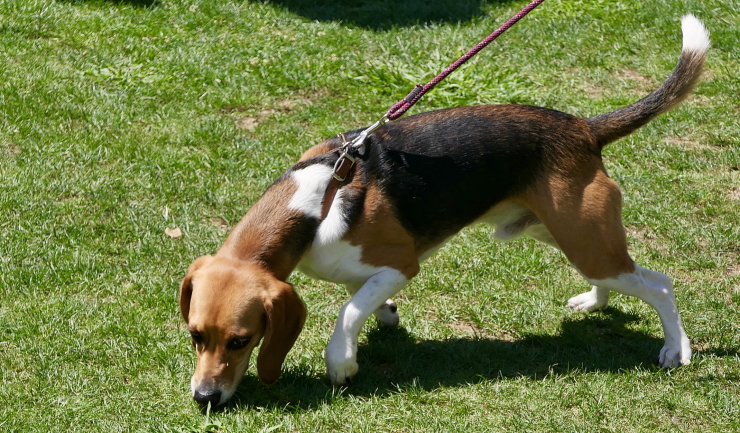 Puberteit bij de hond