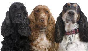 Engelse Cocker Spaniel