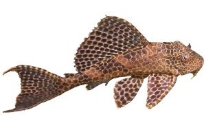 Pleco algeneter
