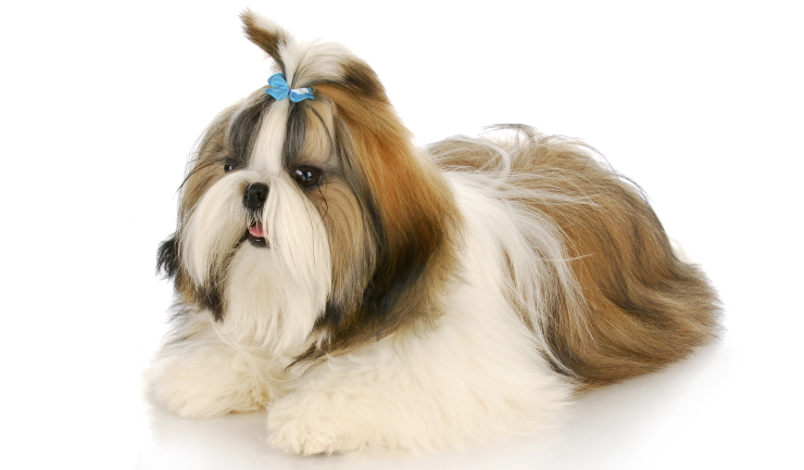 Shih Tzu