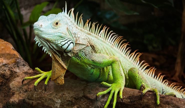 Groene leguaan