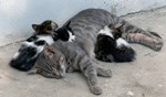 Vroegcastratie bij katten