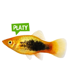 Spreekbeurt platy